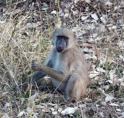 Young Baboon South Africa