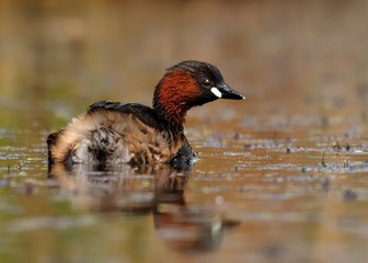 Little Grebe - Tachybaptus ruficollis swimming on the water