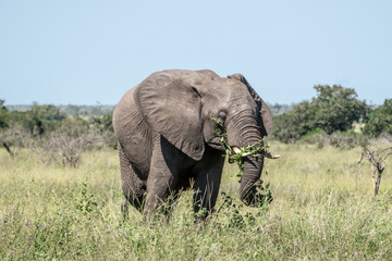 Fototapeta na wymiar Elephant Eating Grass 