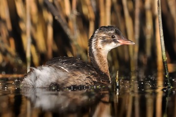 Little Grebe - Tachybaptus ruficollis swimming on the water