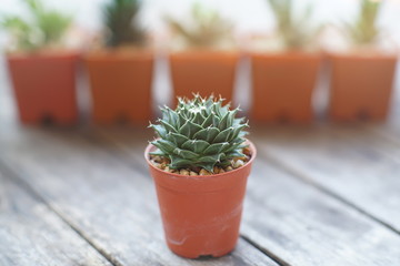 Little succulent pot plant on wooden table background with soft light