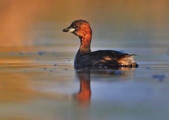 Little Grebe - Tachybaptus ruficollis swimming on the water