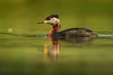 Fototapeta premium Red-necked Grebe (Podiceps grisegena) on the lake in spring enlightened by evening sun. Beautiful moment