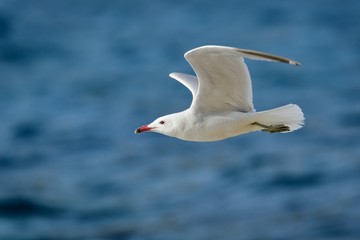 Fototapeta na wymiar Audouin's Gull - Ichthyaetus audouinii captured in the flight
