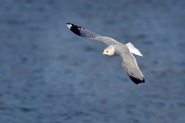 Mew Gull (Larus canus) flying over the lake with blue background