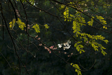 White Java Cassia 09