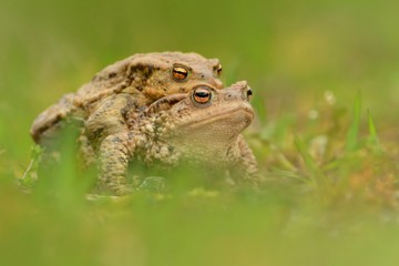 European Toad - Bufo bufo in the water during spring mating. Male and female
