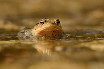 European Toad - Bufo bufo in the water during spring with mosquito