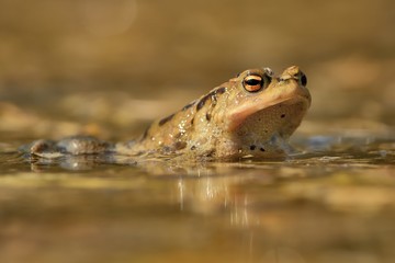 European Toad - Bufo bufo in the water during spring with mosquito