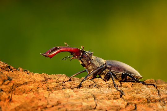 Stag Beetle (Lucanus cervus) on the tree trunk. Big horned beetle perched on the bark