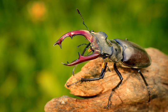 Stag Beetle (Lucanus cervus) on the tree branch. Big horned beetle perched on the branch