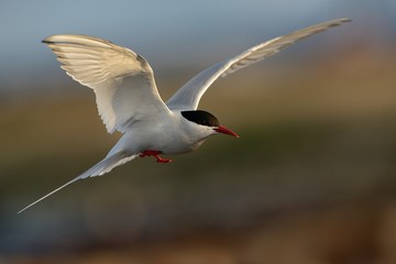 Arctic Tern - Sterna paradisaea in the fly in Norway, Europe