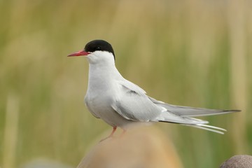 Arctic Tern - Sterna paradisaea sitting in the stone beach in Norway