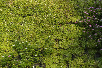 Trees wall act like backdrop.