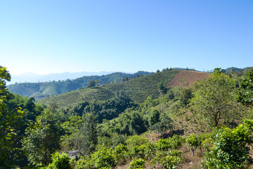 Fototapeta na wymiar Tea Plantation planted on mountain
