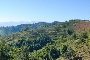 Fototapeta na wymiar Tea Plantation planted on mountain