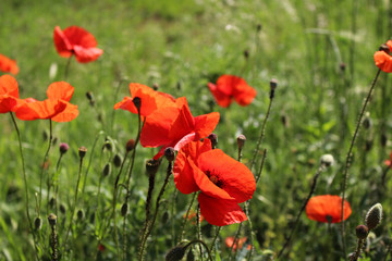 Naklejka premium Wonderful landscape, majestic view on the poppy blooming field on a summer day. The huge field of red flowers. View close-up, picturesque scene, breathtaking scenery, retro style.