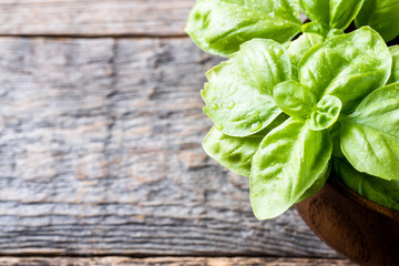 Fresh Basil in a bowl of wood on a rustic table