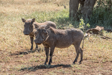 Warthog in Africa