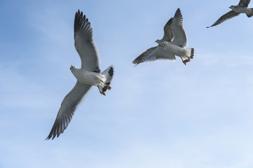 Flying seagulls over blue sky.