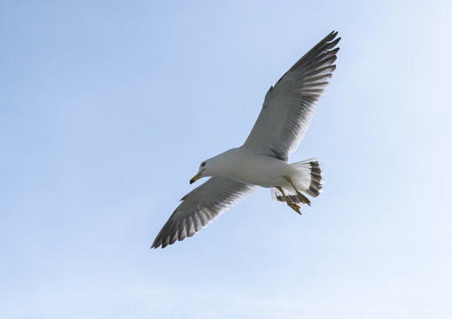 Flying seagull over blue sky.