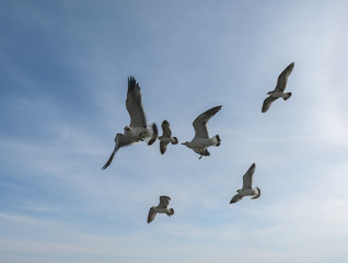 Flying seagulls over blue sky.