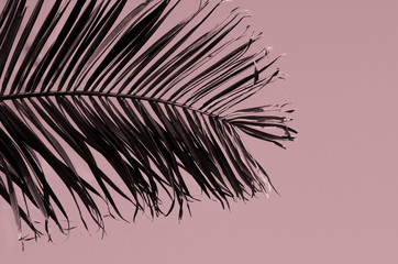 Obraz premium minimal tropic concept. leaves of palma (closeup)