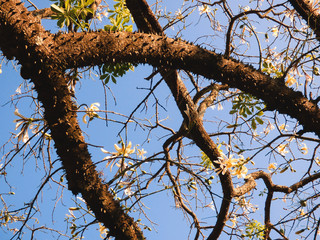 Silk floss tree yellow flowers and thorny trunk against blue sky