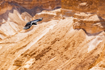 Israel Mer morte Desert du Neguev