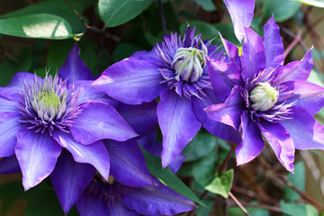 Clematis Multi Blue in the color violet blue filled and the flowering time is from May to June