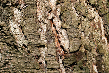 Surface of the cracked bark of a pine tree