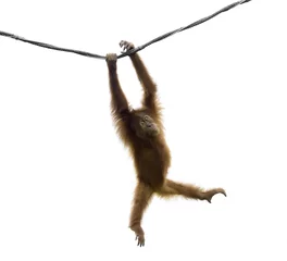 Photo sur Plexiglas Singe Bébé orang-outan se balançant sur une corde dans une pose drôle isolé sur fond blanc