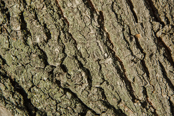 The texture of a coarse, coarse tree bark. A close-up of a tree bark. Bark of a tree with moss elements on a sunny day. Background of gray-green coarse surface of natural wood coating.