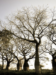 Fototapeta na wymiar Beautiful silk floss trees at Juan Domingo Peron Park (Paso de los libres, Argentina)