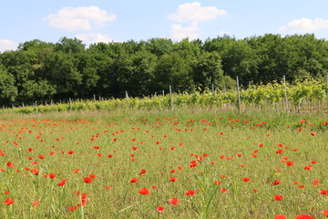 Vignoble charentais au printemps