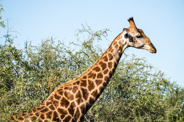 Giraffe up close and personal