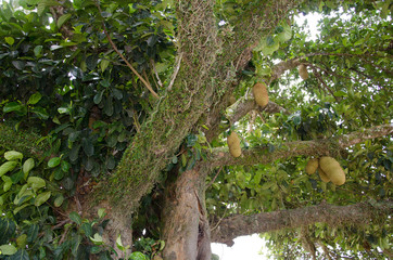 Pé de Jaca com frutos
