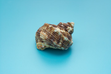 side veiw conch shell on a blue background