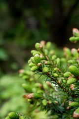 Flowering young coniferous trees in the spring in the forest. Selective focus