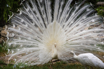 Obraz premium White peacock couple seduction love game