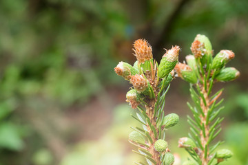 Flowering young coniferous trees in the spring in the forest. Selective focus