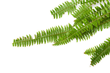 Green fern leaves  isolated on white background