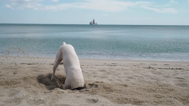 Funny dog digging a whole in the sand