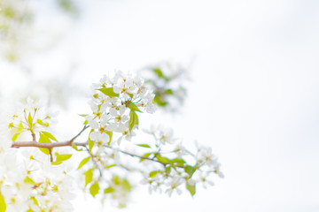 Cherry blossoms over blurred nature background