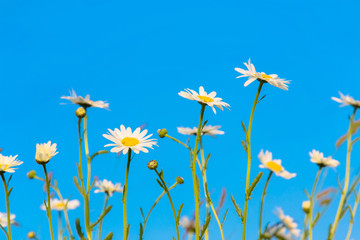 Obraz na płótnie Canvas camomile daisy flowers against the blue sky