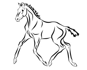 A sketch of a trotting foal.