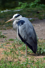 Grey heron (Ardea cinerea). Close up vertical image.