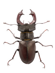 beetle deer isolated