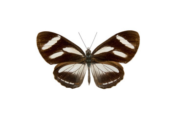 butterfly Ithomiidae