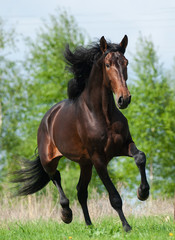 Andalusian stallion in summer